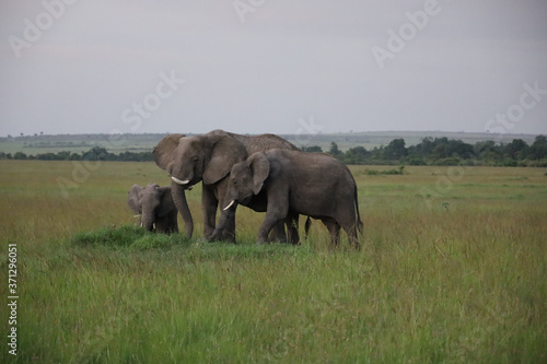 Group of Elephants in Kenya  Africa