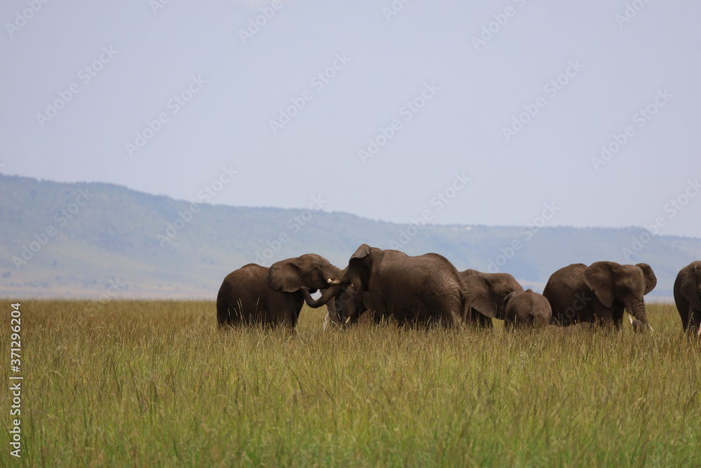 Group of Elephants in Kenya, Africa Group of Elephants in Kenya, Africa