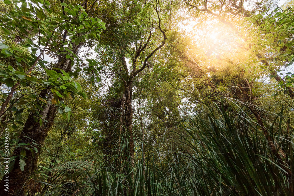 Obraz premium Kauri Trees in Waipoua Forest