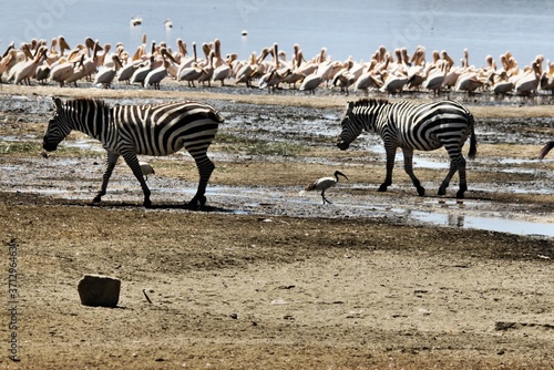 A view of a Zebra in Kenya