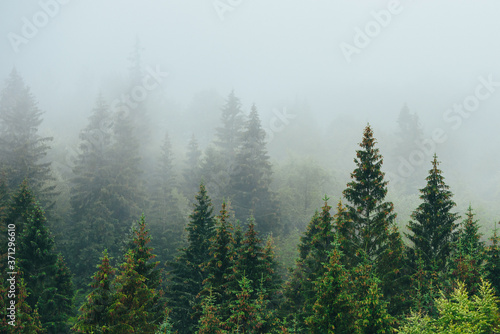 Misty landscape with fir forest in hipster vintage retro style.