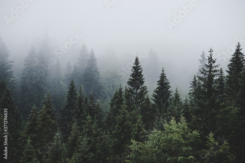 panoramic view of misty forest. far horizon. - retro, vintage style look.