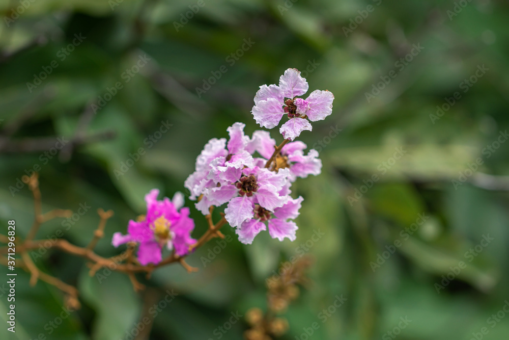 Selective focus Lagerstroemia Speciosa flower are blooming in a garden. Beautiful sweet purple flower.Common name know Giant crepe-myrtle flower,Queen's crepe-myrtle,pride of India. Selective focus Lagerstroemia Speciosa flower are blooming in a garden. Beautiful sweet purple flower.Common name know Giant crepe-myrtle flower,Queen's crepe-myrtle,pride of India.