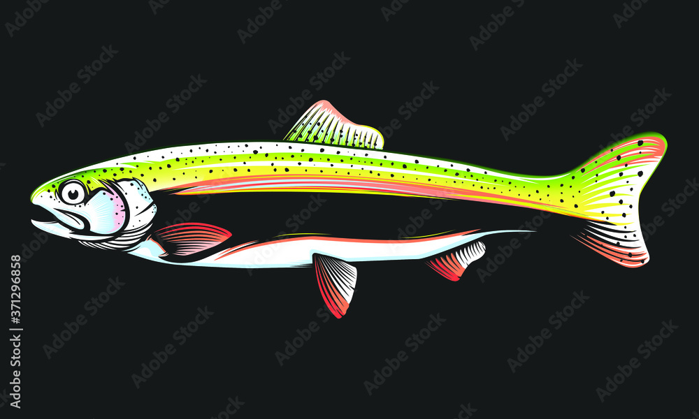 Rainbow trout jumping out water.Salmon isolated on white background. Concept art for horoscope, tattoo or colouring book. Rainbow trout jumping out water.Salmon isolated on white background. Concept art for horoscope, tattoo or colouring book.