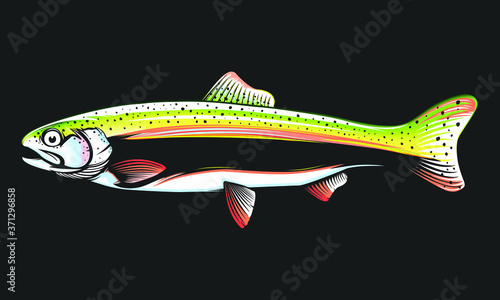 Rainbow trout jumping out water.Salmon isolated on white background. Concept art for horoscope, tattoo or colouring book.