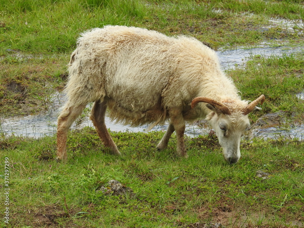 Icelandic sheep in the steam valley's of Iceland Icelandic sheep in the steam valley's of Iceland