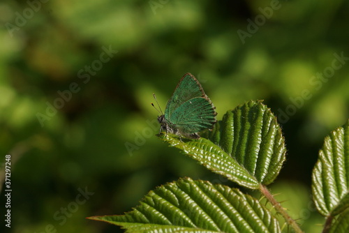 Green Hairstreak Butterfly on Bramble 