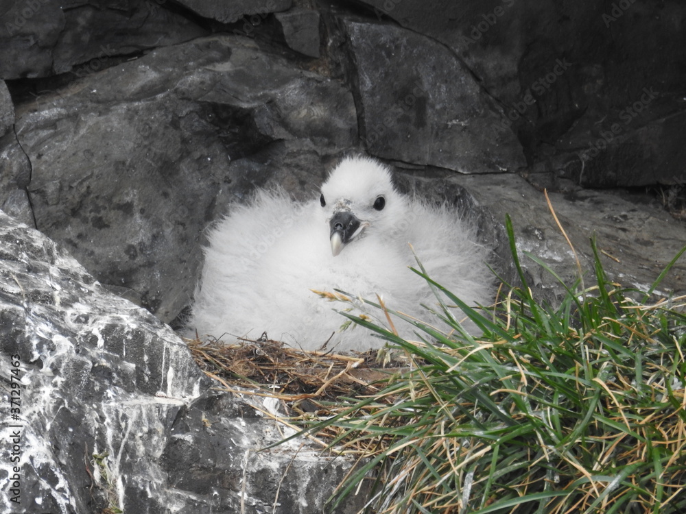 Baby bird secluded along the cliffs of Iceland Baby bird secluded along the cliffs of Iceland