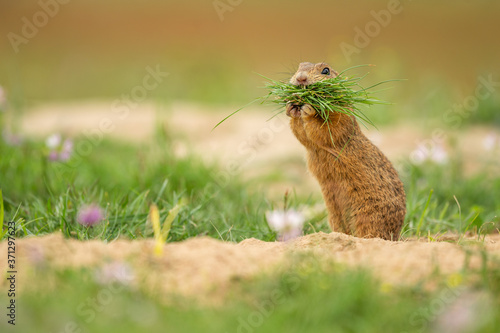 European ground squirrel in the natural environment, Spermophilus citellus