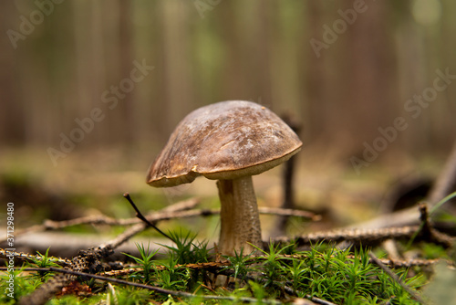 mushrooms in the forest © janfiser