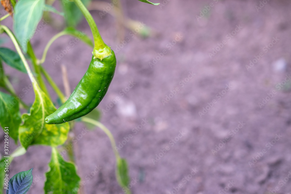 green chilli pepper on the vine green chilli pepper on the vine