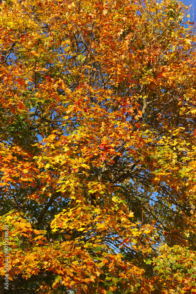 Autumn forest with yellow, orange colors