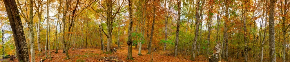 panoramic view in forest with autumn colors