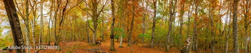 panoramic view in forest with autumn colors © Frederic Hodiesne
