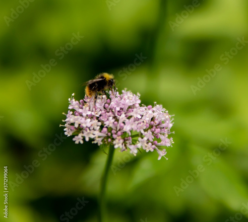 bee on a flower © janfiser
