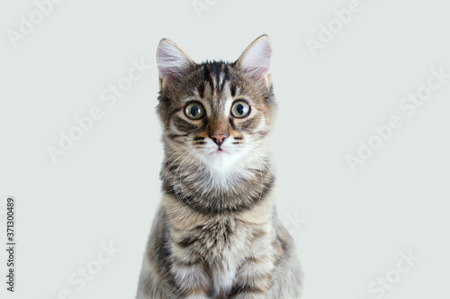Close-up portrait surprised gray kitten. Gray background.