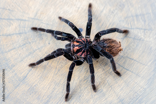 Xenesthis immanis spider standing on brown wood slice. Pet, background,  close up, top view photo