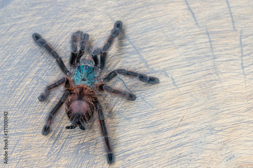 Avicularia versicolor spider standing on wooden background. Close up, top view, , wallpaper, poster