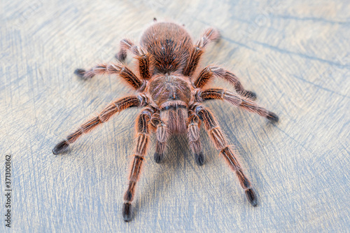 Close up of Grammostola rosea red on wooden surface. Top view, pet, poster, wallpaper