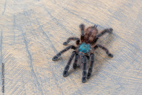 Avicularia versicolor spider on wooden background. Close up, top view, , wallpaper, poster