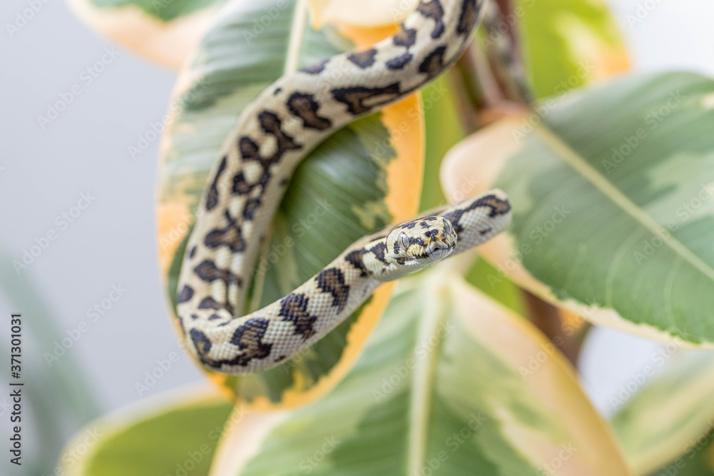 Fototapeta premium Macro of morelia spilota hanging on leaves of rubber fig and looking at camera. Curled up snake. Exotic pet. Poster, wallpaper. Close up