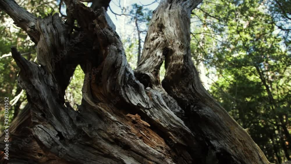 Abstract Dead Tree resting On Forest Floor. Follow Shot Abstract Dead Tree resting On Forest Floor. Follow Shot