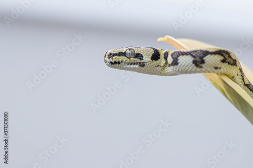 Morelia spilota on the leaf of rubber fig and looking way on blurred background. Snake head. Exotic pet. Poster, wallpaper. Close up, macro photo