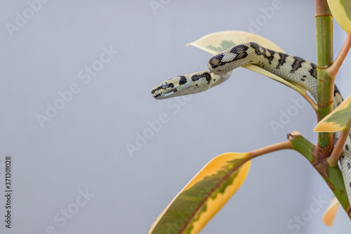Morelia spilota on the leaf of rubber fig and looking away on grey background. Snake. Exotic pet. Poster, wallpaper. Macro, close up photo