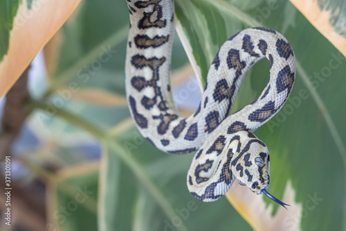 Morelia spilota with tongue out. Macro. Snake hanging on leaves of rubber tree photo