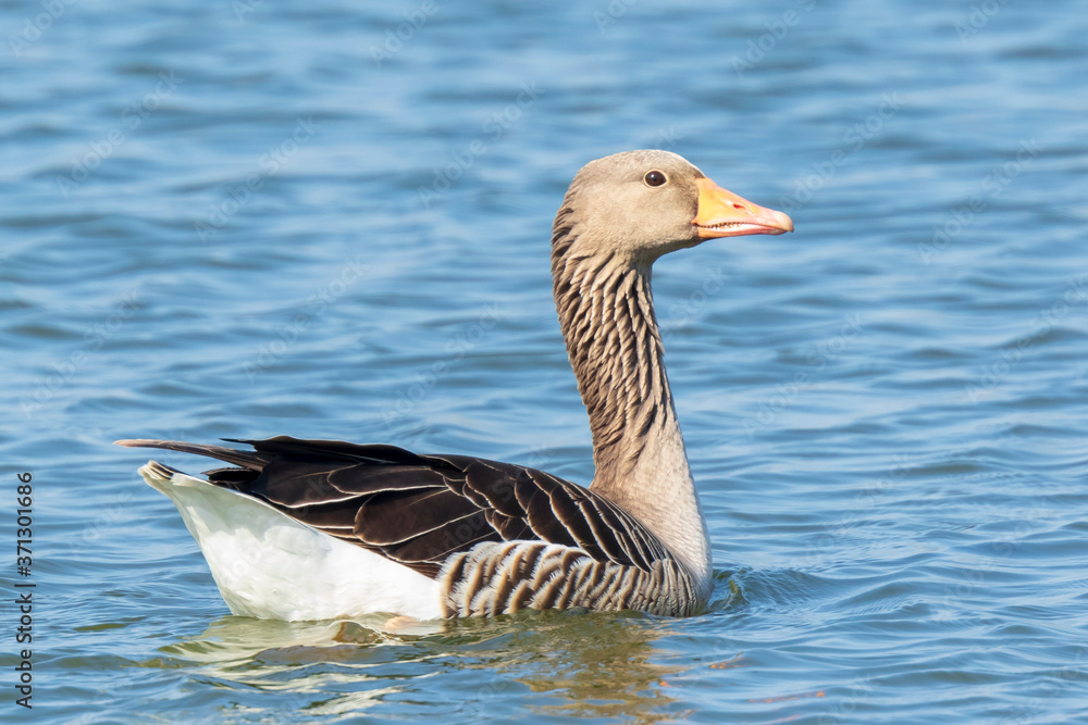 Greylag goose Anser anser swimming Greylag goose Anser anser swimming