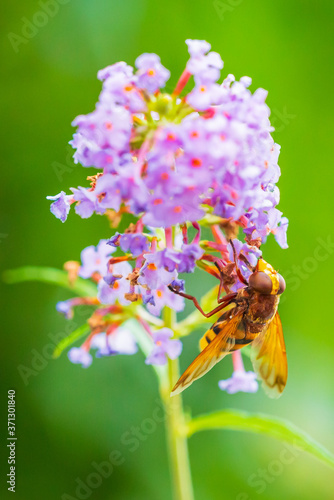 Volucella zonaria, hornet mimic hoverfly, feeding on purple Buddleja davidii photo