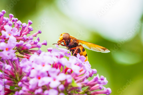 Volucella zonaria, hornet mimic hoverfly, feeding on purple Buddleja davidii photo