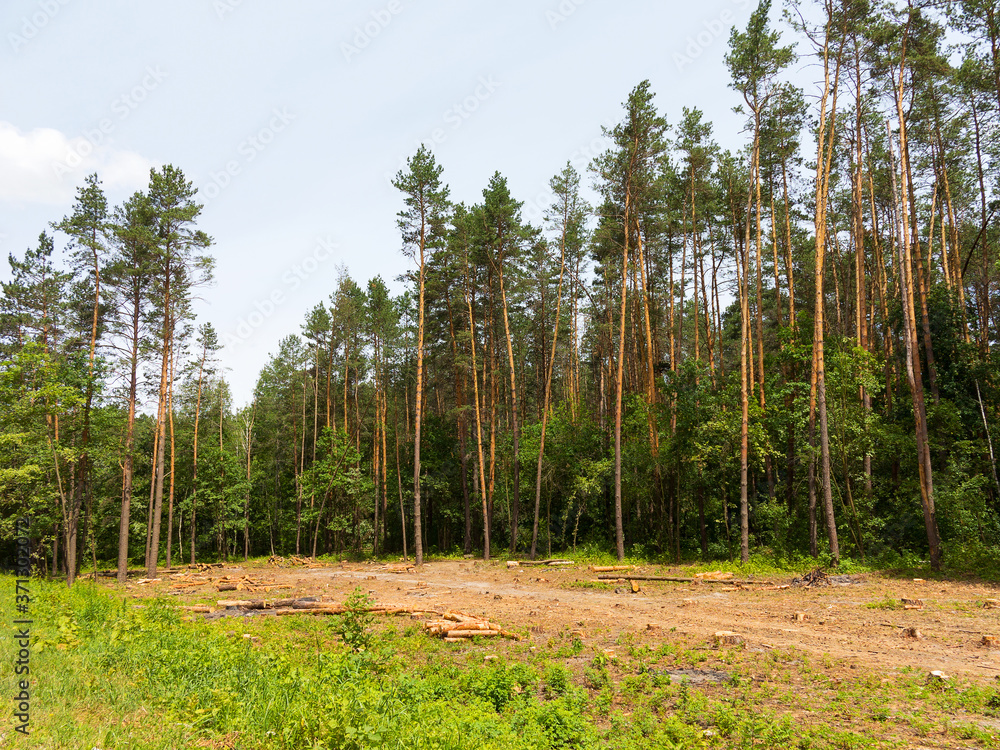 IIlegal chaotic deforestation in Ukraine with a low economy leads to baldness and climatic natural disasters. Extraction of amber in Ukraine Chopping wood IIlegal chaotic deforestation in Ukraine with a low economy leads to baldness and climatic natural disasters. Extraction of amber in Ukraine Chopping wood