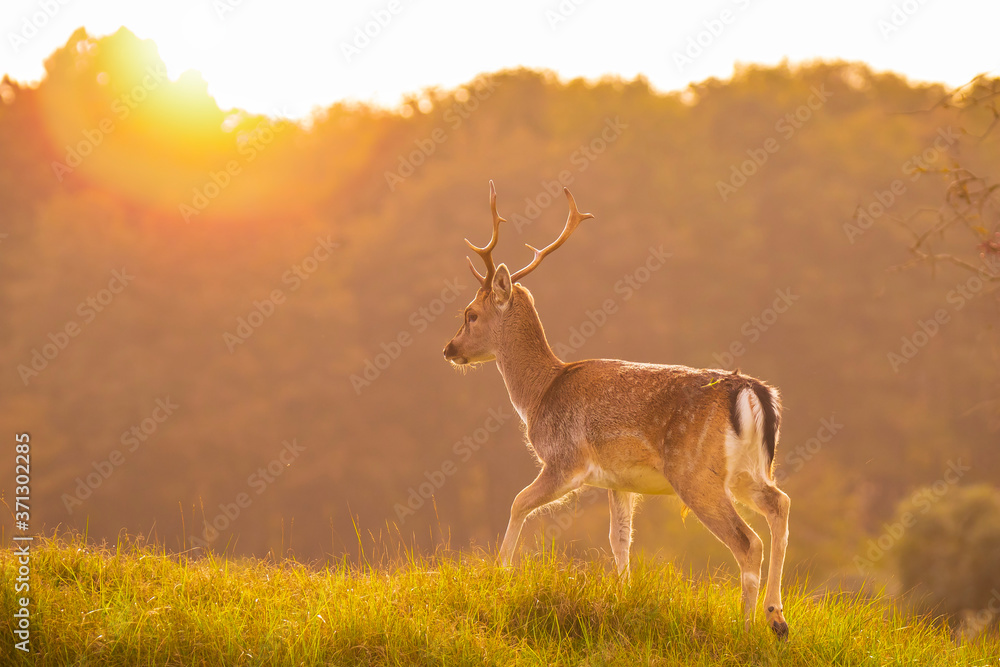Obraz premium Fallow deer stag Dama Dama in a forest