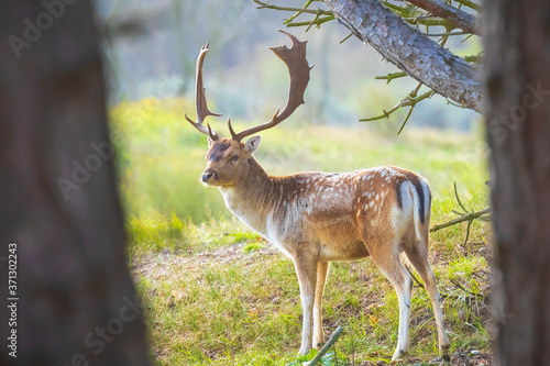 Fallow deer stag Dama Dama in a forest