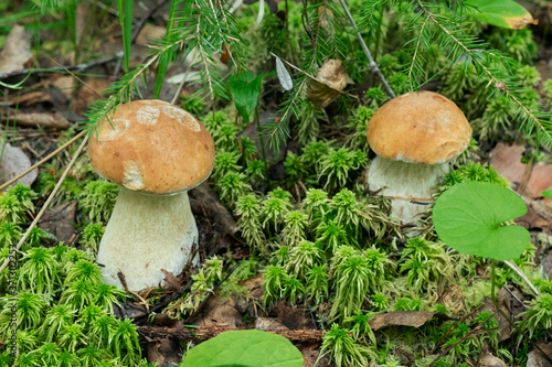 Two Oak Mushrooms or cep mushrooms in the moss at the forest