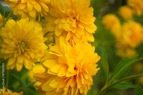 yellow chrysanthemum flowers in the garden © Anna
