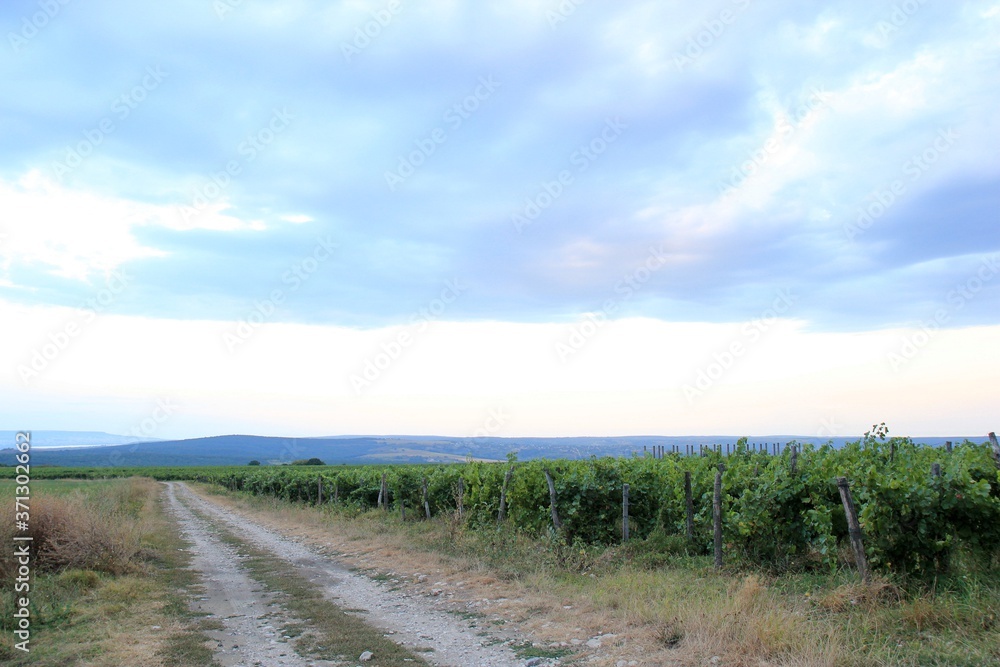 Road and grape planting in a Bulgarian village at sunset