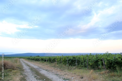 Road and grape planting in a Bulgarian village at sunset