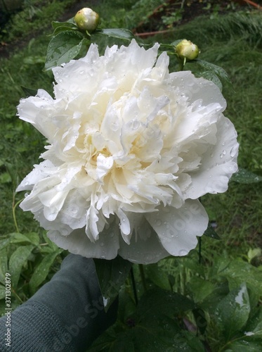 White flower with water droplets and ruffles closeup