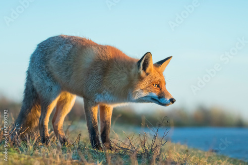 Wild red fox, vulpes vulpes, at sunset © Sander Meertins