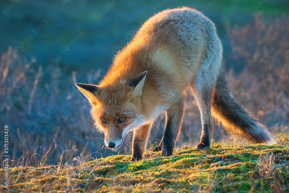 Wild red fox, vulpes vulpes, at sunset Wild red fox, vulpes vulpes, at sunset