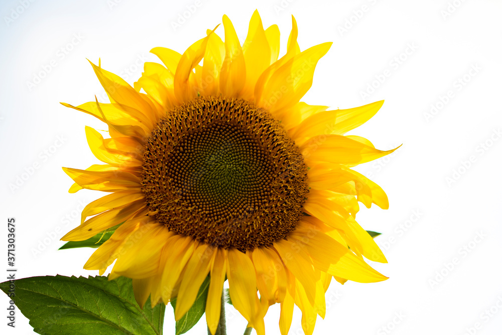 Obraz premium Sunflower close up on white.