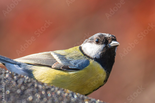 Parus major Great tit bird closeup