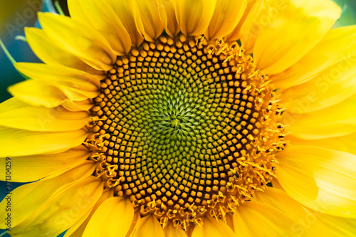 Macro photo of yellow sunflower.