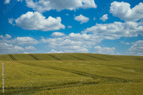 Green field and blue sky