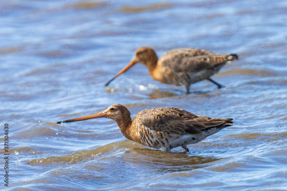 Black-tailed godwit Limosa Limosa foraging in blue water Black-tailed godwit Limosa Limosa foraging in blue water
