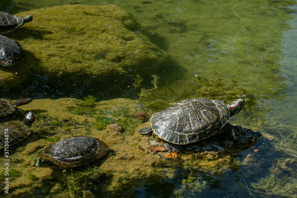 Obraz premium Plenty of pond slider turtle (Trachemys scripta) are basking in the sun on rocks in a pond..