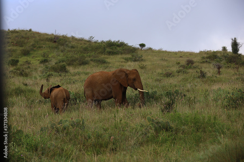 Elephant with Young Calf in Kenya, Africa
