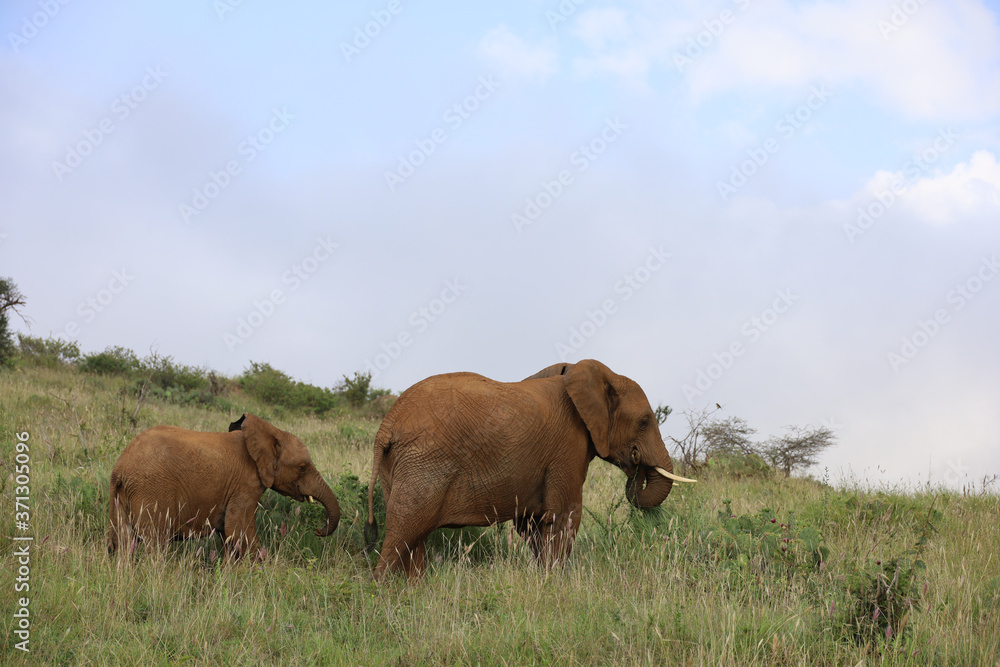 Elephant with Young Calf in Kenya, Africa